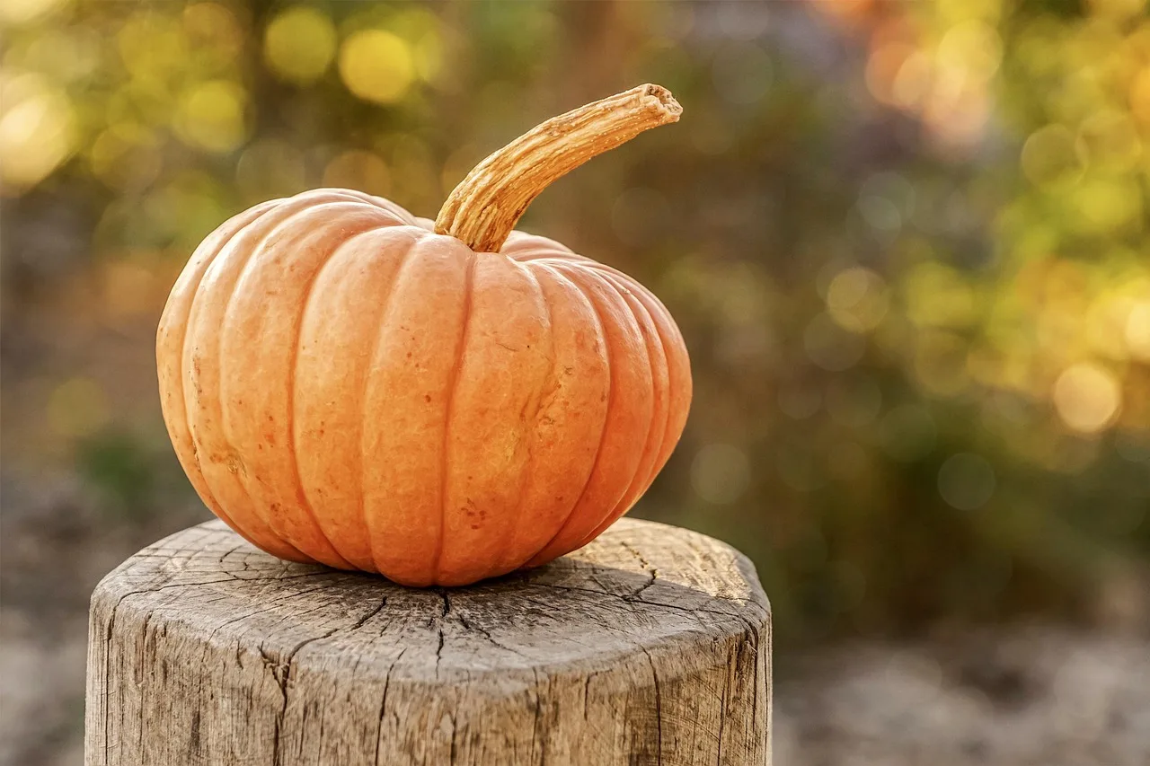 harvest, pumpkin, autumn, halloween, vegetable, organic, fall, seasonal, pumpkin, pumpkin, pumpkin, pumpkin, pumpkin, halloween. Operations plans for a seasonal business: hiring and capacity before the peak